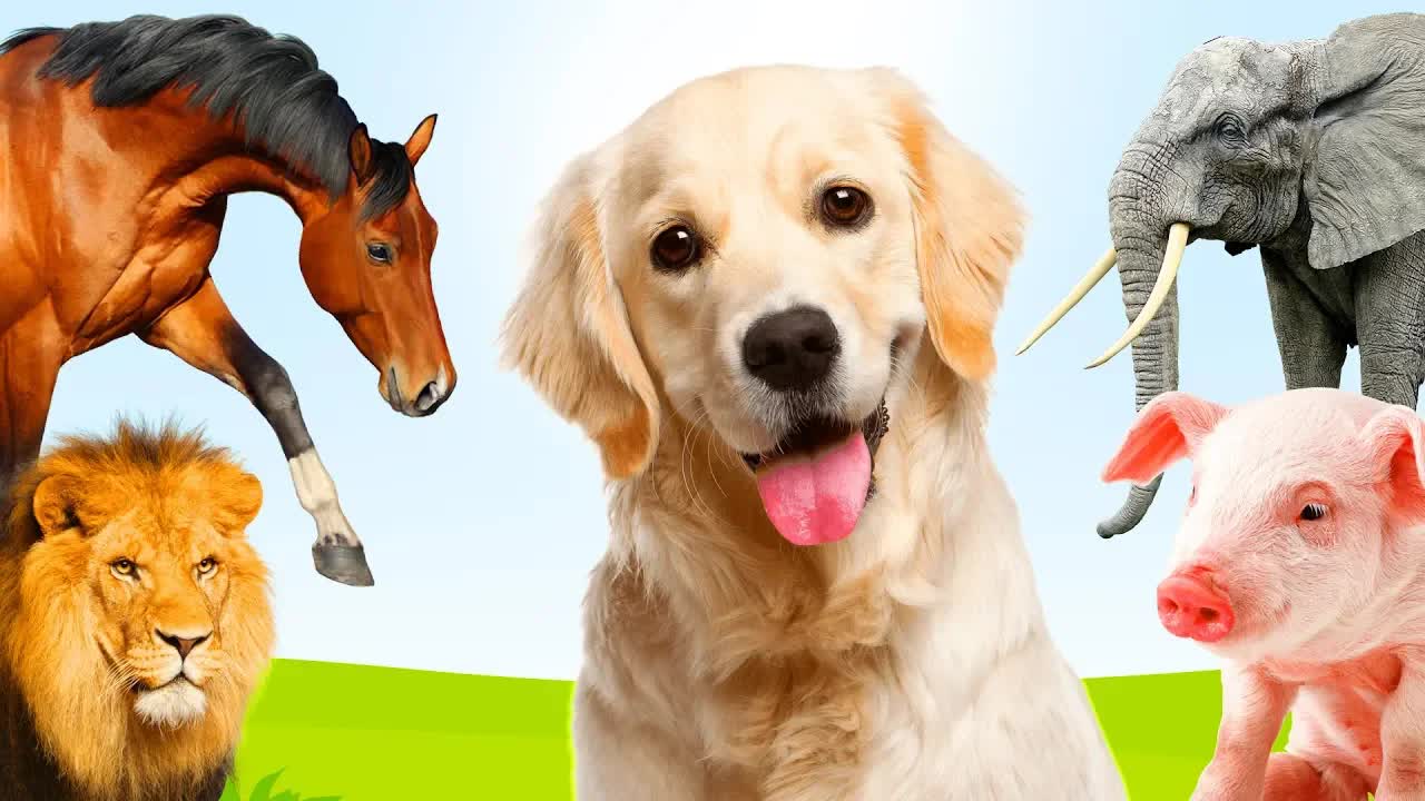 Dieren leren Nederlands 🦁 Leerzaam kinderfilmpje voor peuters en kleuters