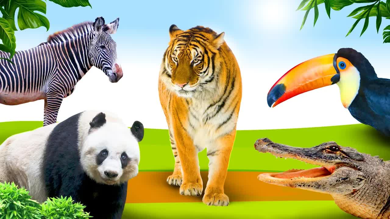 Jungle dieren leren 🐯 Educatief kinderfilmpje voor peuters - Nederlands