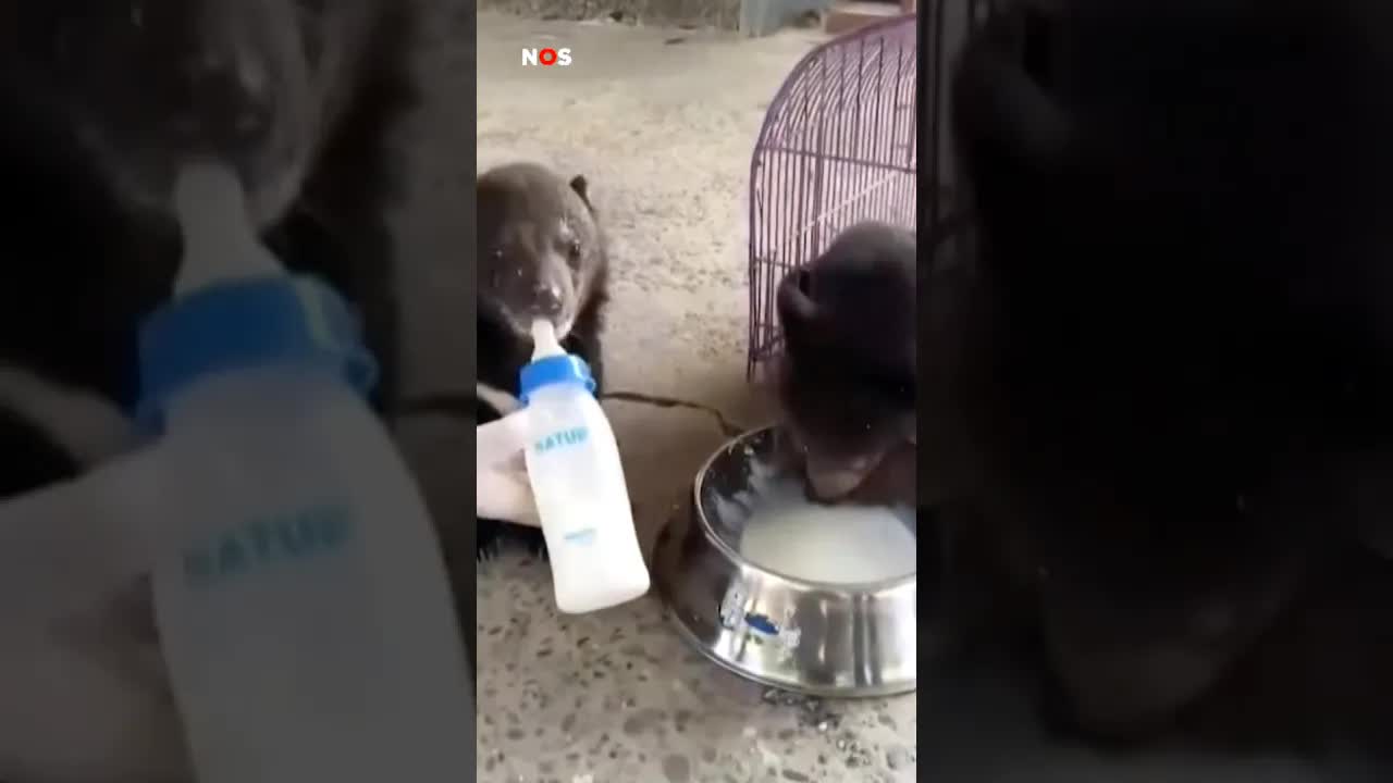 Berenwelpjes gered uit illegale handel