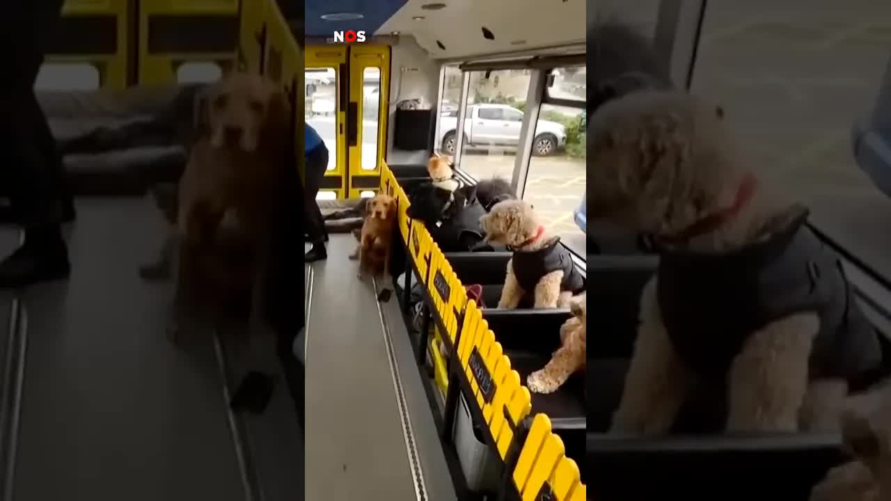 In deze schoolbus wordt alleen maar geblaft en gekwispeld