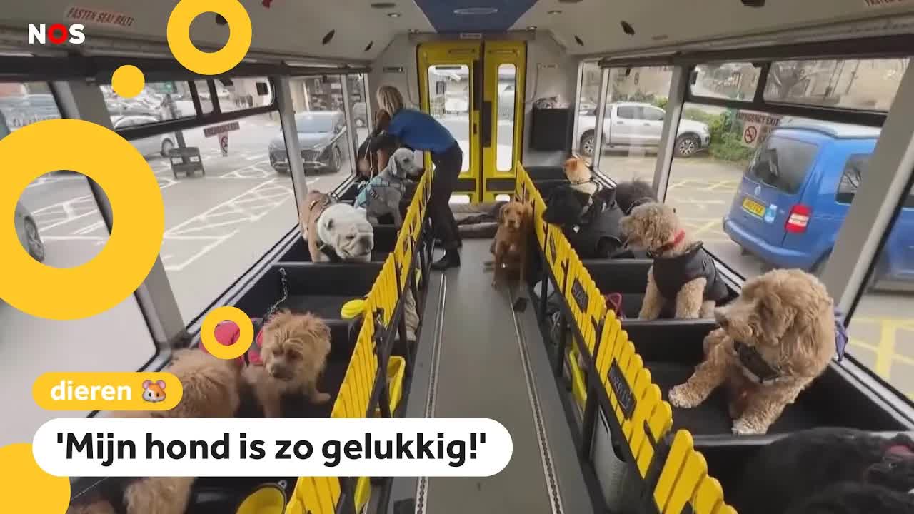 In deze schoolbus wordt alleen maar geblaft en gekwispeld