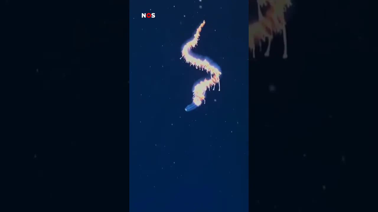 Wetenschappers spotten een zeewezen diep in de oceaan. #jeugdjournaal #dieren #brazilië #oceaan
