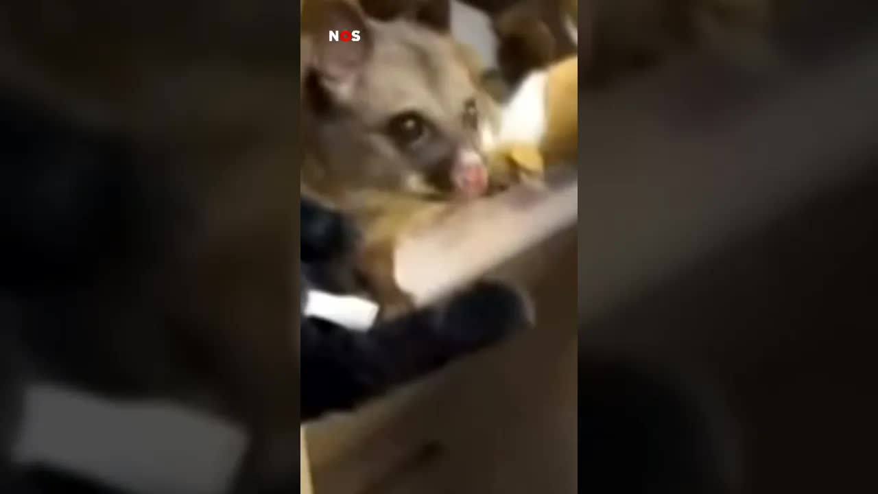 Een echte buidelrat verstopt zich tussen de dierenknuffels in een speelgoedwinkel. #jeugdjournaal