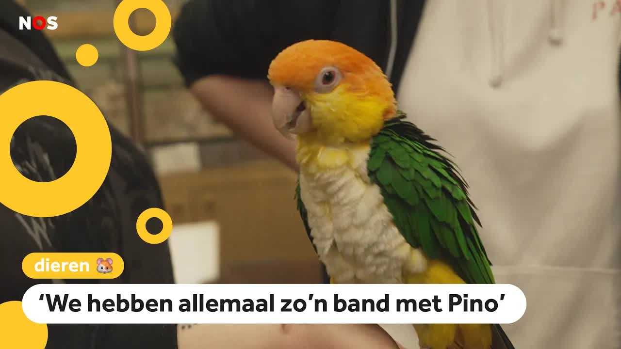 Ontvoerde papegaai Pino weer veilig thuis: 'Hebben een traantje gelaten'