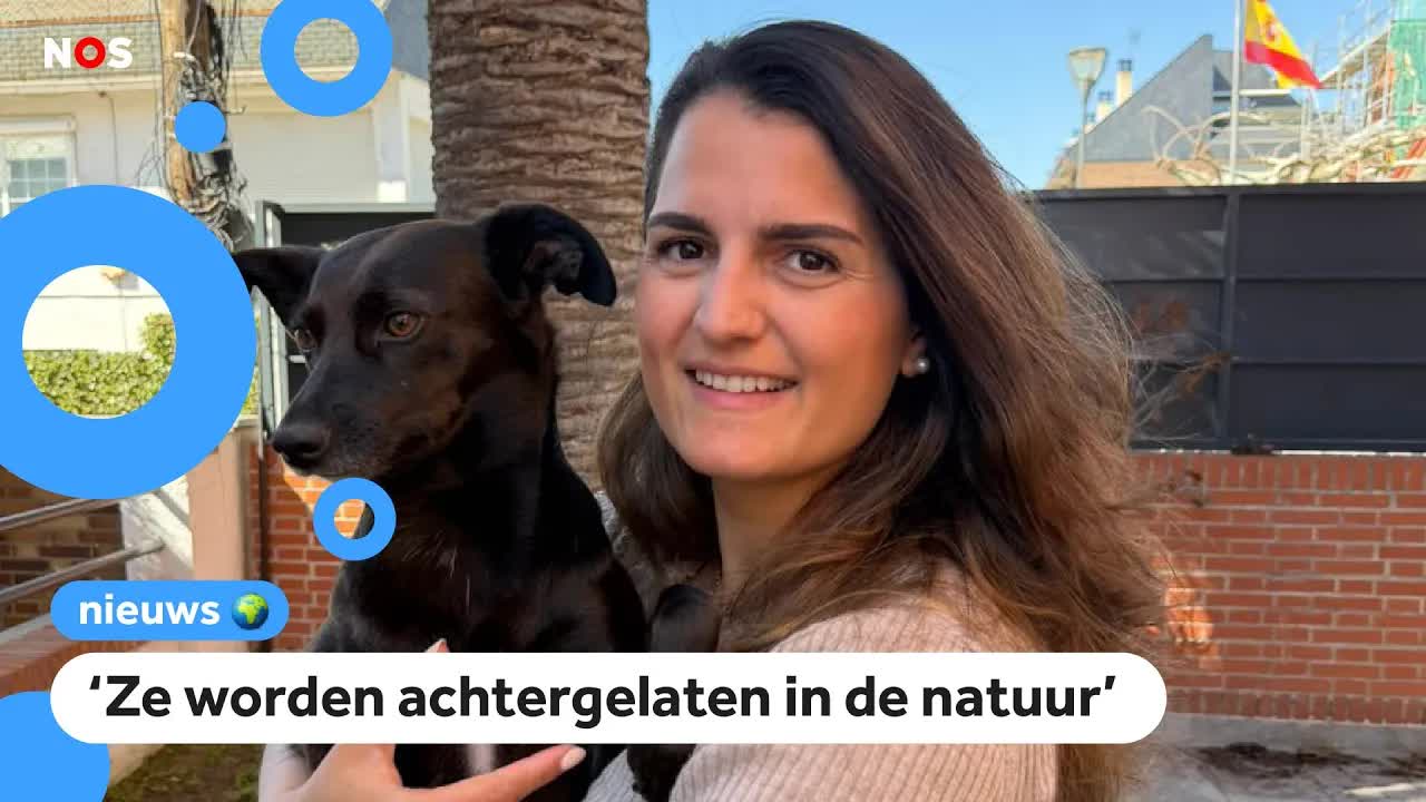 Jachthonden in Spanje slecht behandeld: 'Hebben veel minder rechten'