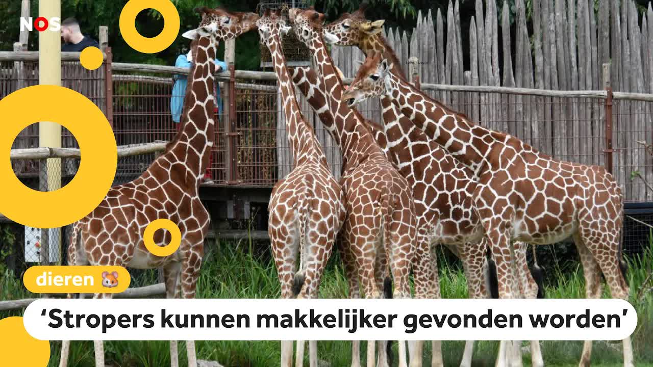 Nederlandse giraf helpt giraffen in het wild om te overleven