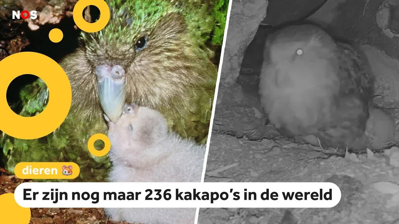 Meer dan 100.000 mensen kijken naar zeldzame kakapo's