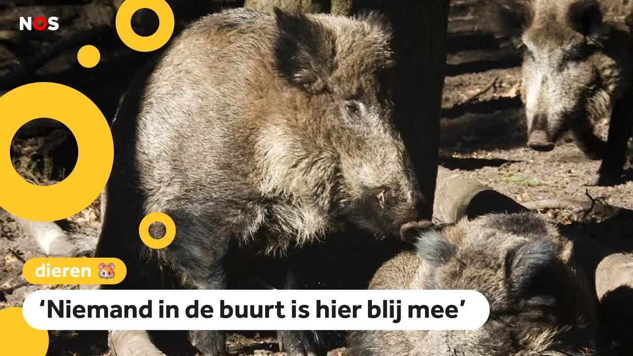 Zwijnen slopen voetbalveld van kinderen: 'Beetje raar en ook eng'