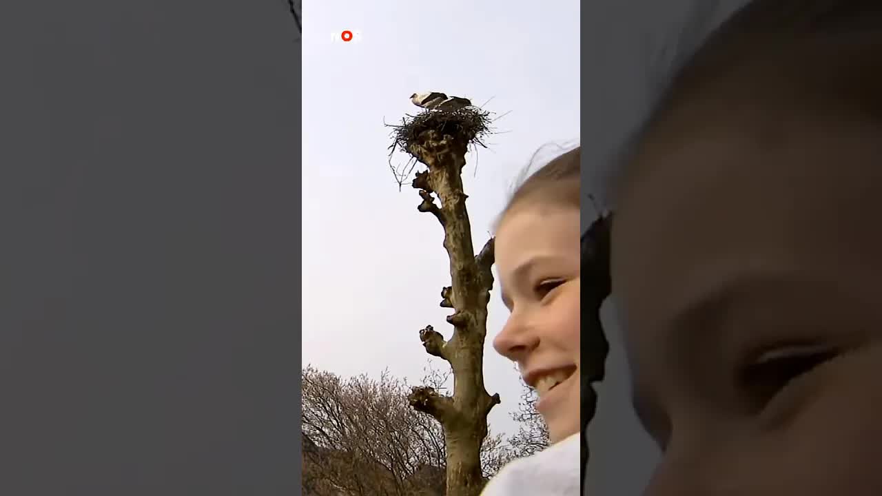 Ooievaars bouwen nestje op schoolplein