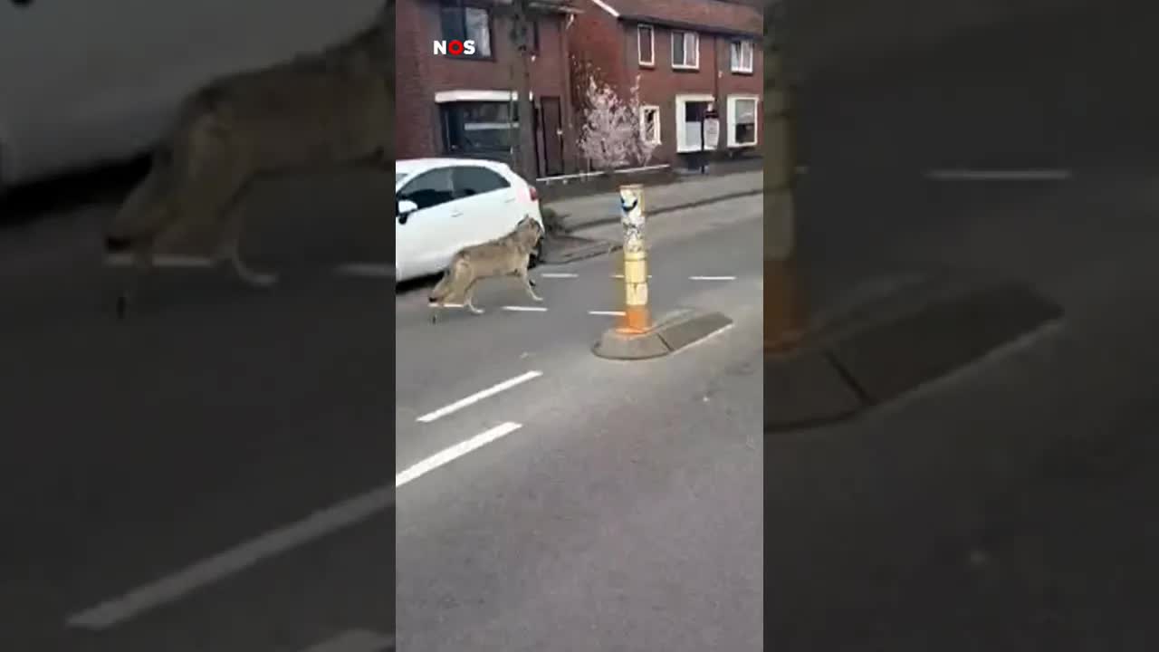 Wolf duikt op bij fietsexamen