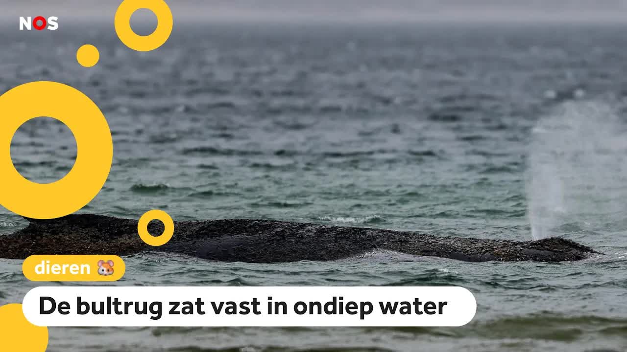 Aangespoelde walvis in Duitsland na vier dagen gered