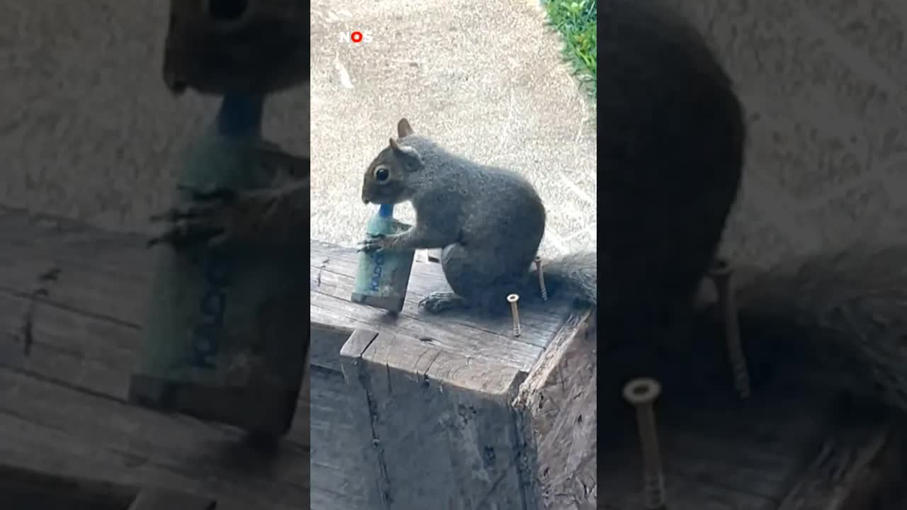 Vapende eekhoorns gespot in het Verenigd Koninkrijk en de Verenigde Staten. #jeugdjournaal #vape