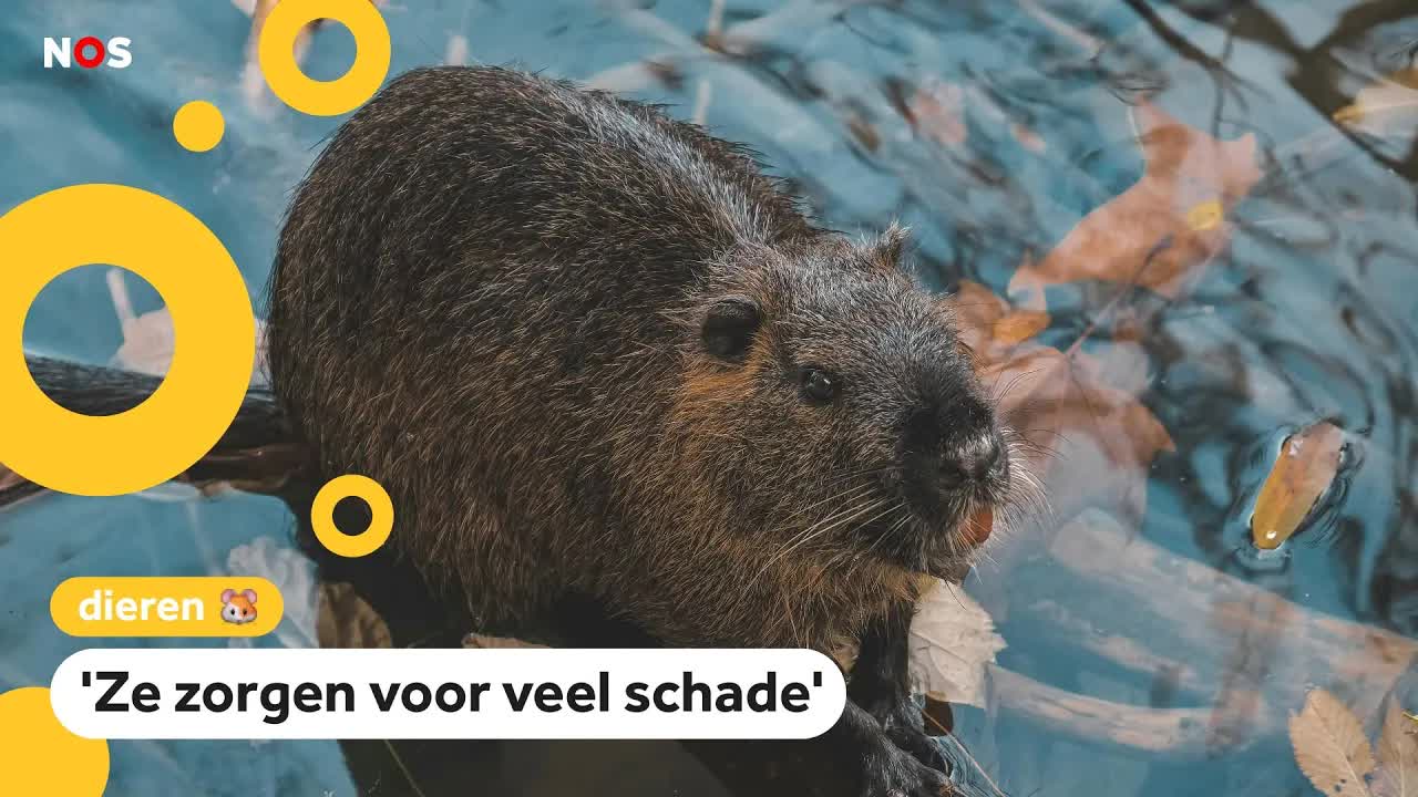 Bevers krijgen zender in hun staart