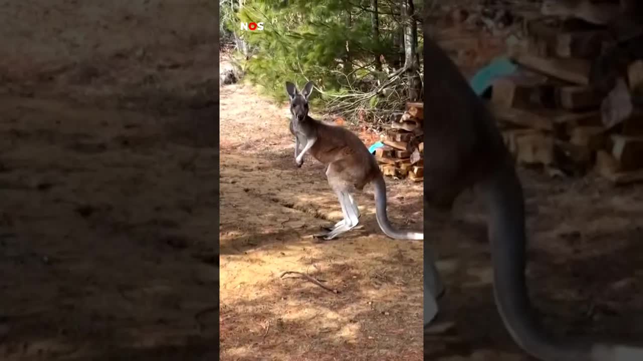 Zoektocht van 3 dagen naar ontsnapte kangoeroe