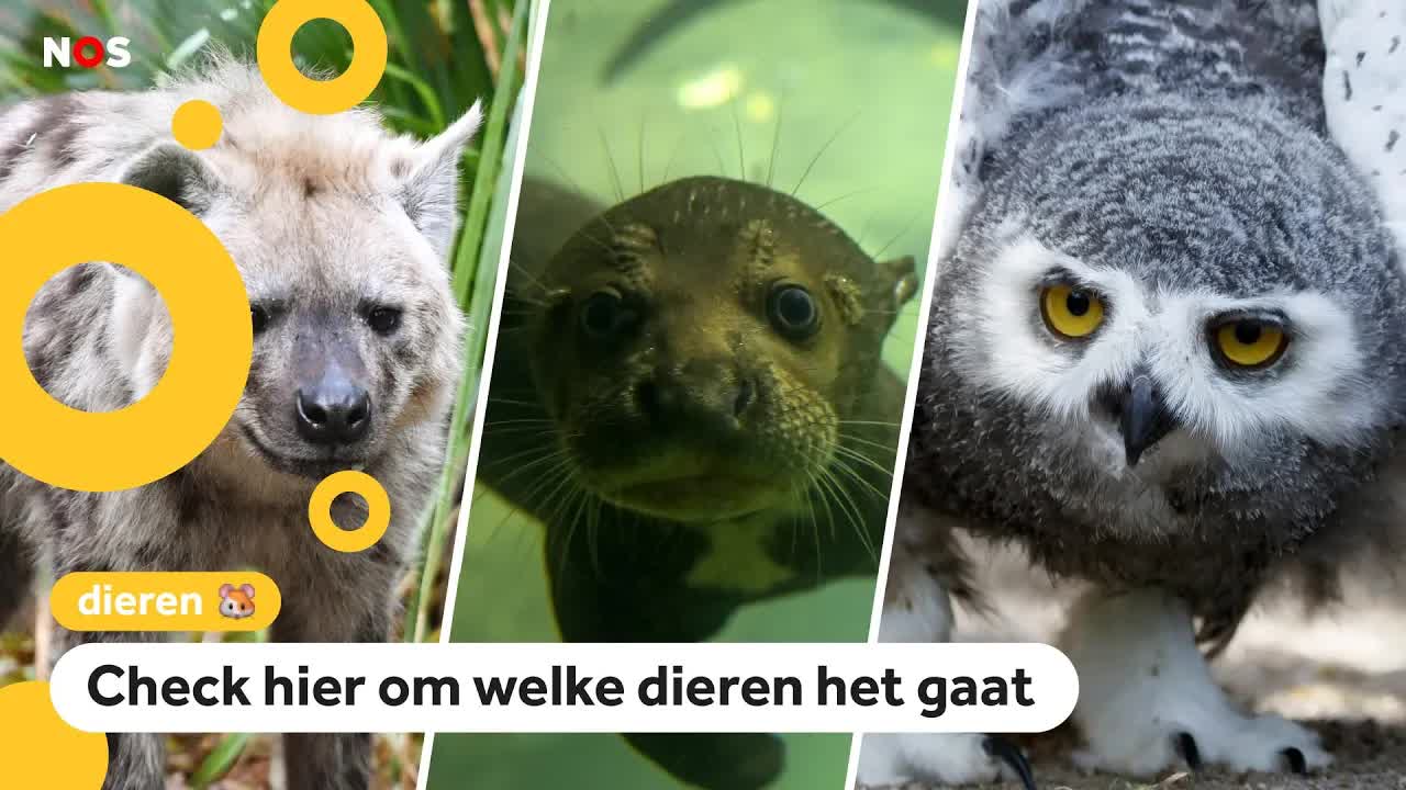 Deze bedreigde dieren krijgen meer bescherming