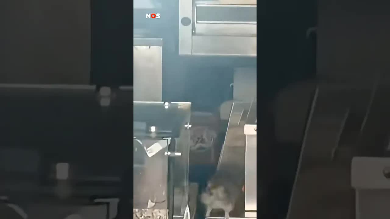 Restaurant in Amsterdam gesloten vanwege rattenplaag