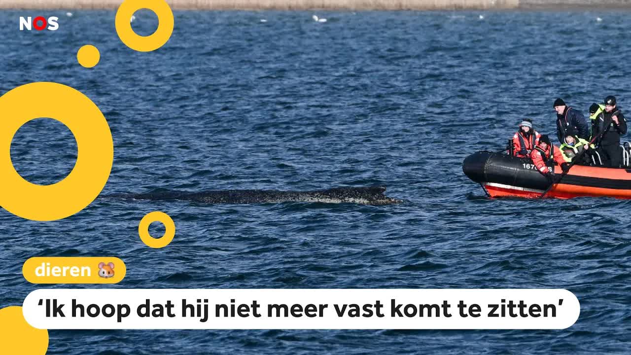 Verdwaalde walvis groot nieuws in Duitsland