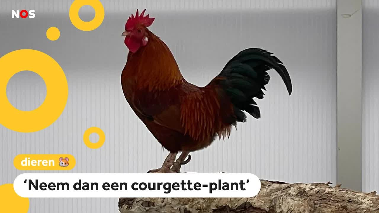 Cute: Thuis een eitje uitbroeden (behalve als er een haantje uitkomt)