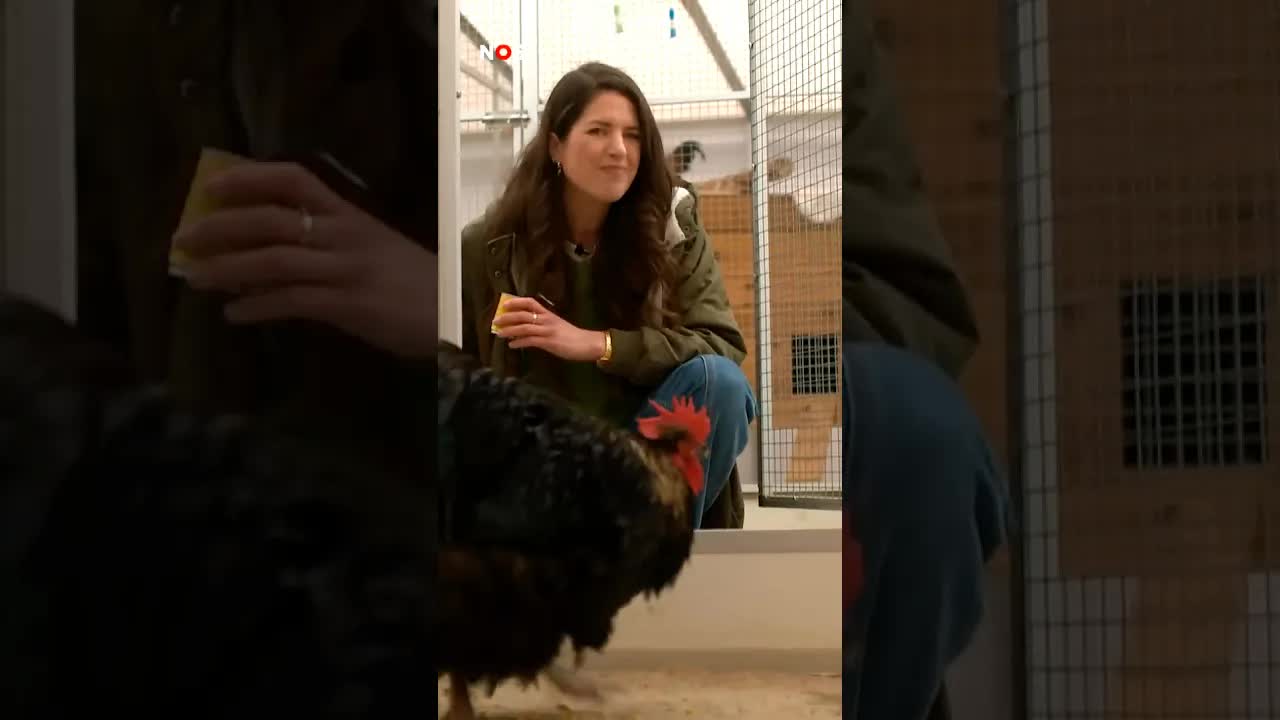 Dierenbescherming: 'Broed thuis geen eieren uit'