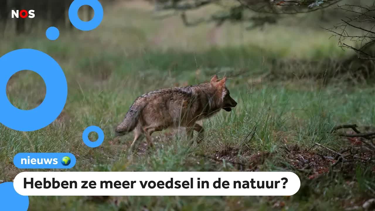 Minder meldingen van wolvenaanvallen op schapen en koeien