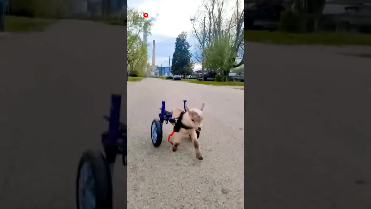 Goat krijgt wieltjes om te kunnen lopen. #jeugdjournaal #geit #lopen #lief #dieren #hulp