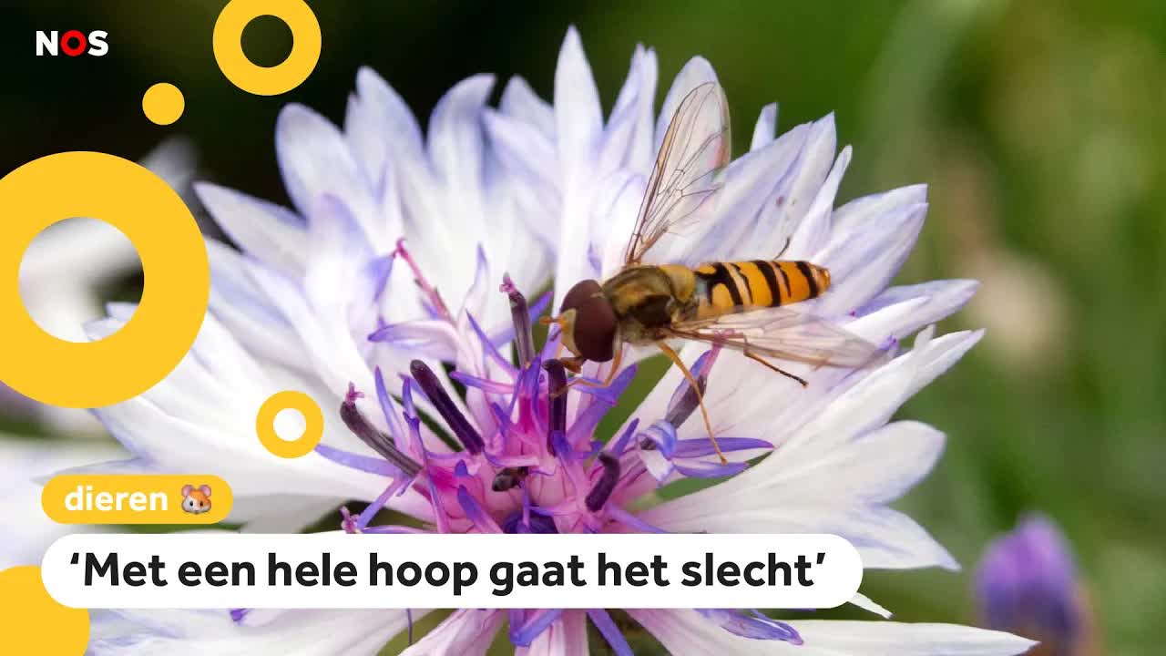 Steeds minder zweefvliegen, insect wordt nu voor het eerst geteld