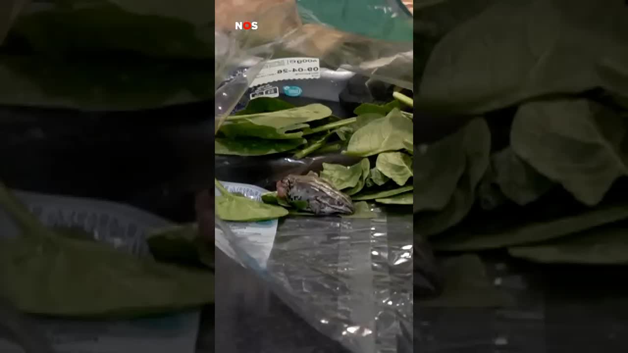 Vrouw vindt kikker in zak spinazie: 'Gatverdarrie!'