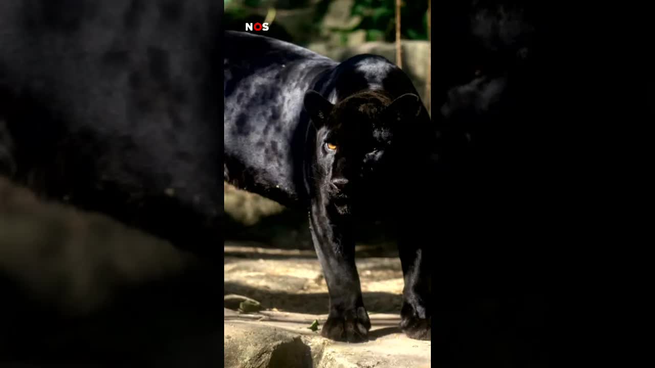 Zeldzame zwarte jaguar gespot in jungle