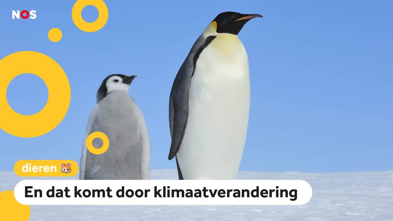 Keizerspinguïn is nu officieel een bedreigde diersoort