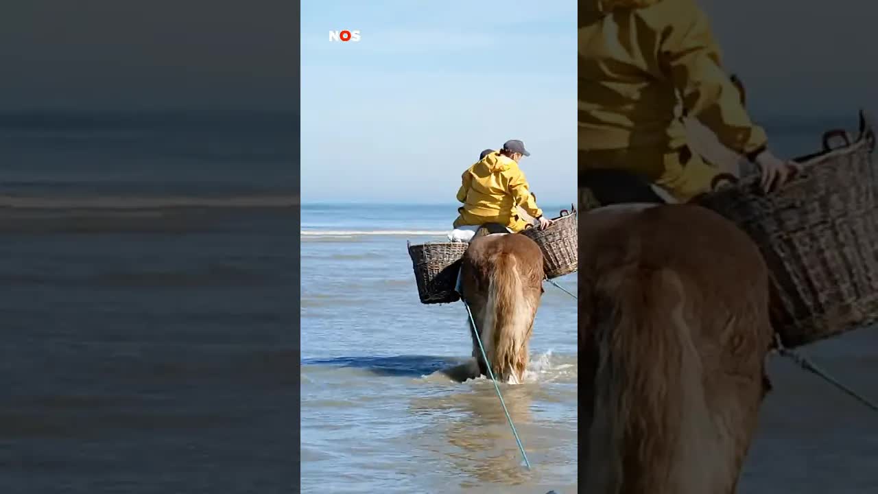 Mauro gaat mee paardenvissen: 'Wordt nergens anders gedaan'