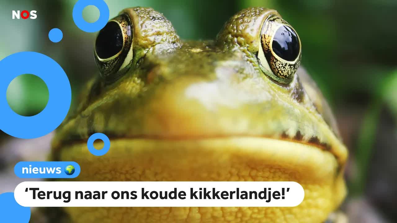 Waarom wordt Nederland een kikkerlandje genoemd?