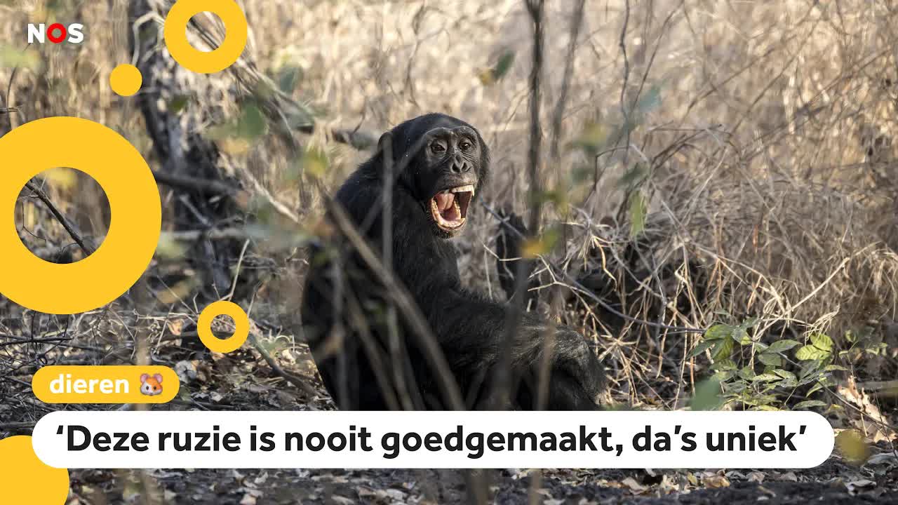 Hevige ruzies: grootste chimpansee groep ter wereld uit elkaar