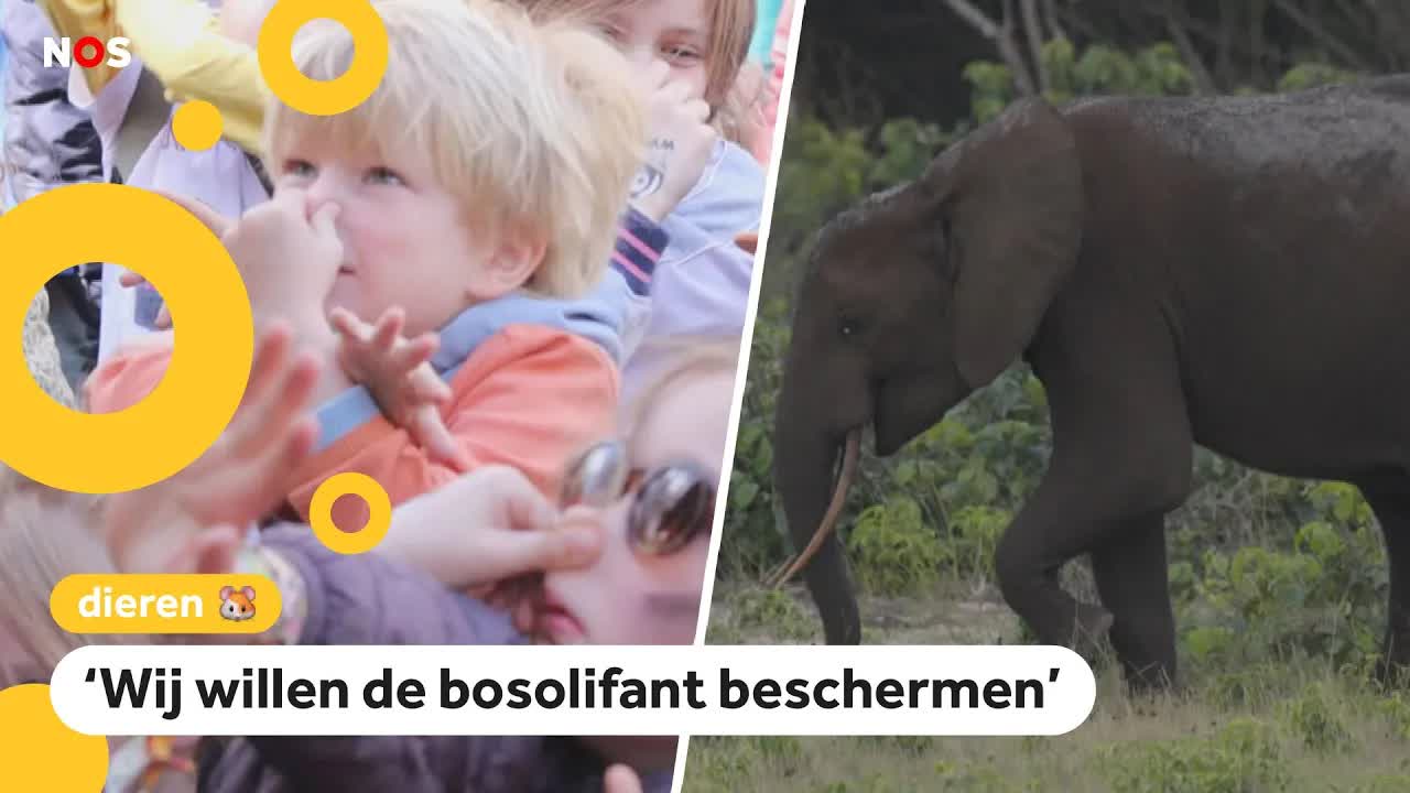 Kinderen doen mee met trompetter-actie voor bedreigde bosolifant