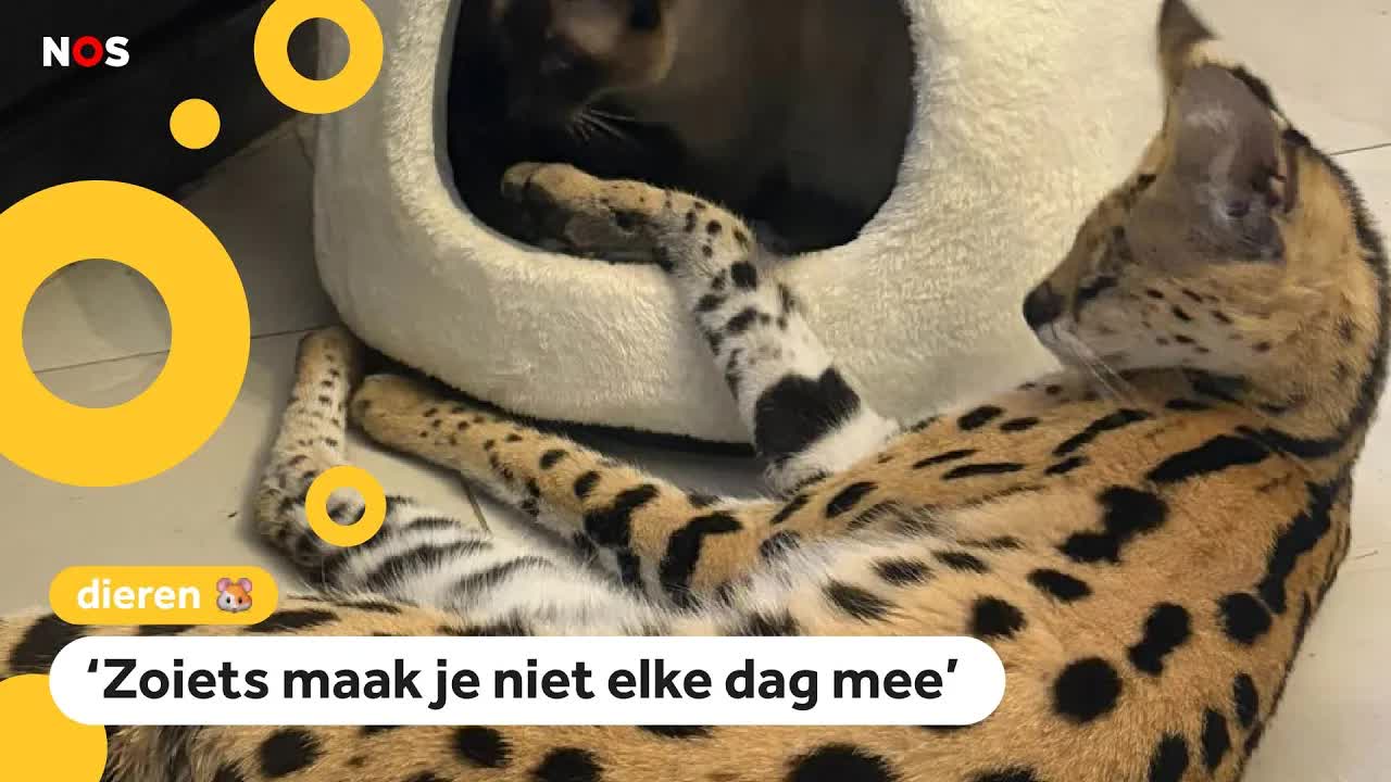 Zoektocht naar ontsnapte serval in Landgraaf
