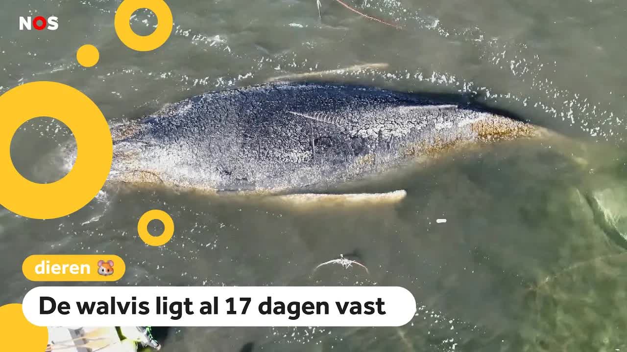 Laatste kans: Lukt het toch nog om bultrug Timmy te redden?