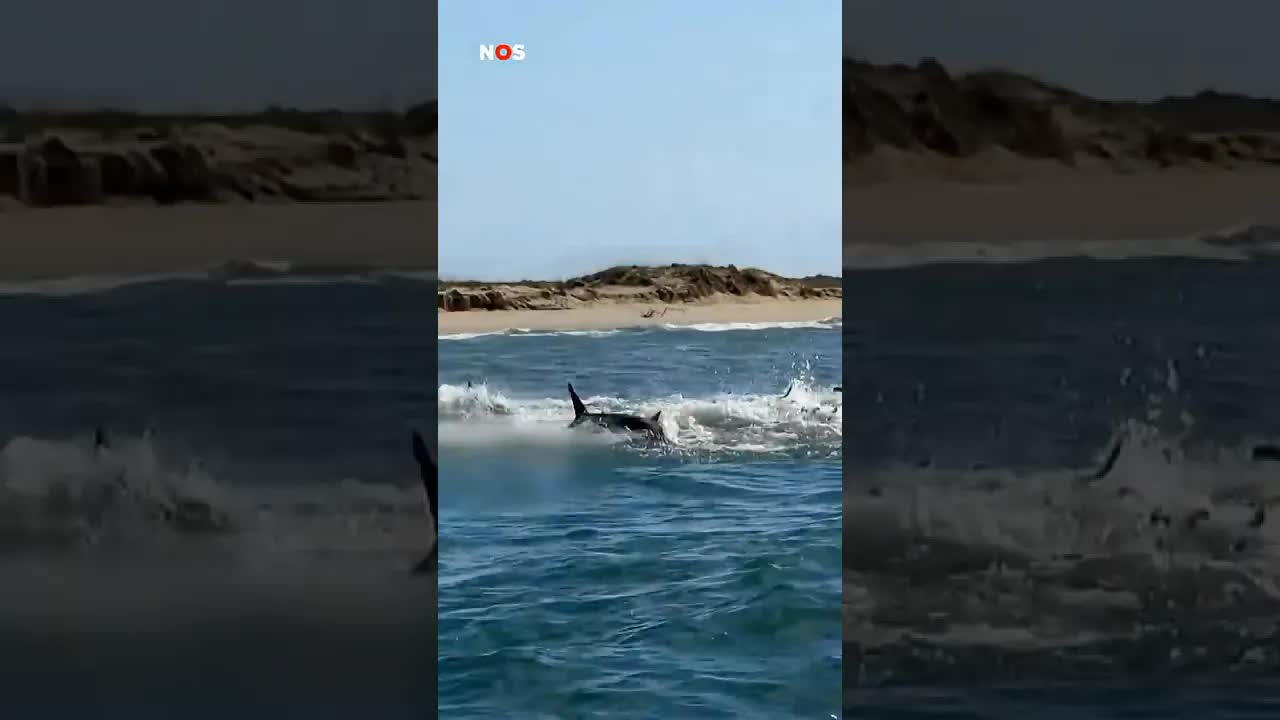 Man omringd door haaien 🦈