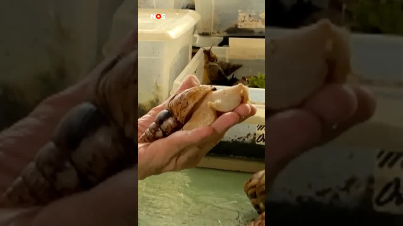 Slakkenman Dick heeft honderden slakken 🐌  #jeugdjournaal