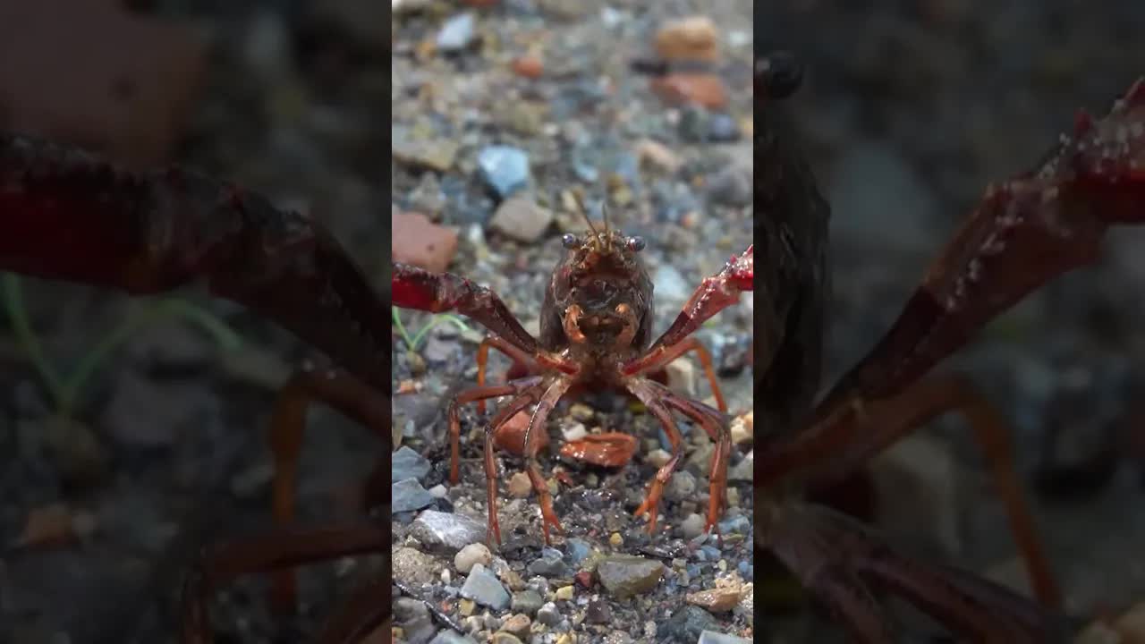 Wat doet Rodney de Amerikaanse rivierkreeft op het Landje van Tim? 🦞 #hetlandjevantim #npozappelin