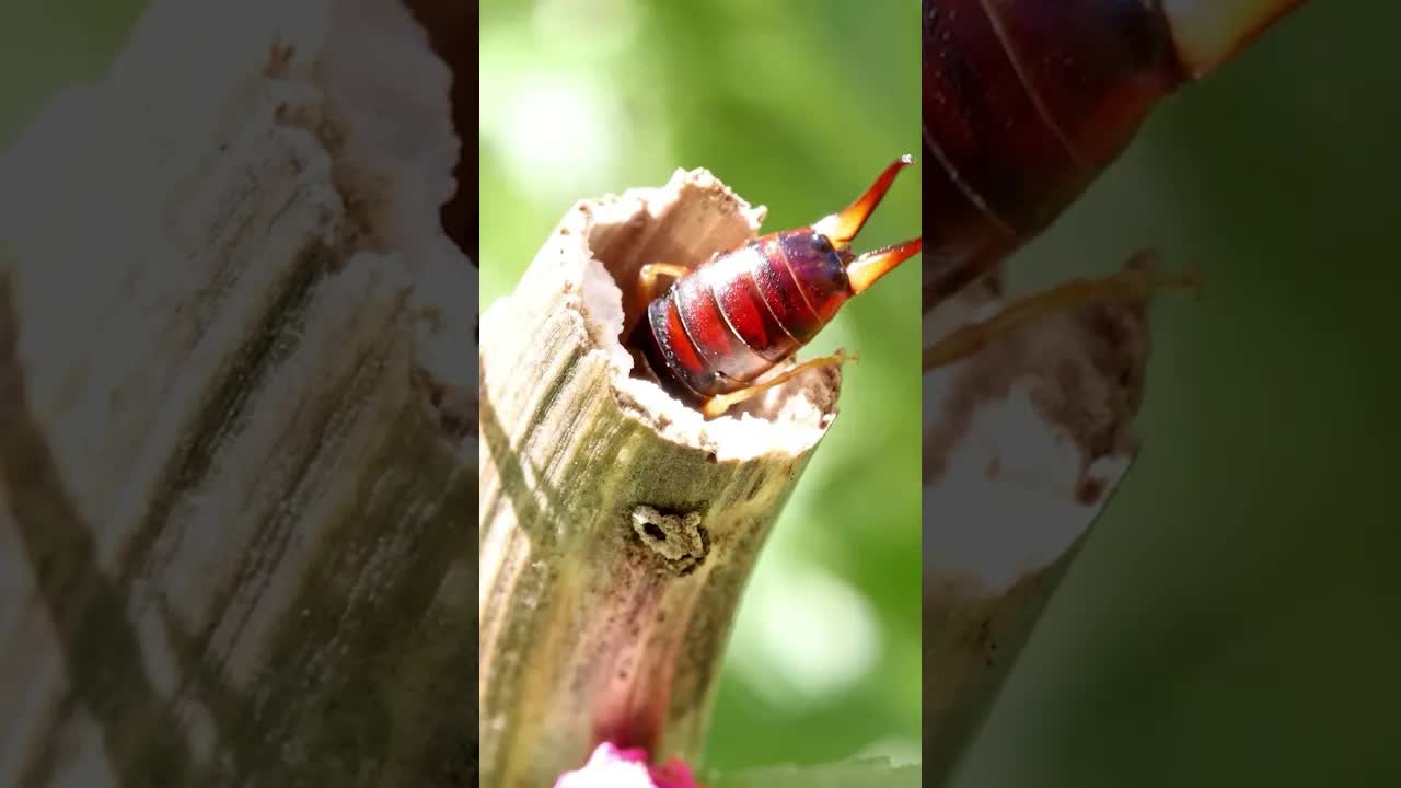 Maak kennis met Ollie de Oorwurm! 👂 #hetlandjevantim