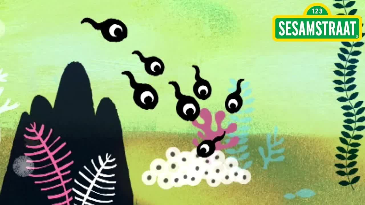 Kikkervisjes - Sesamstraat