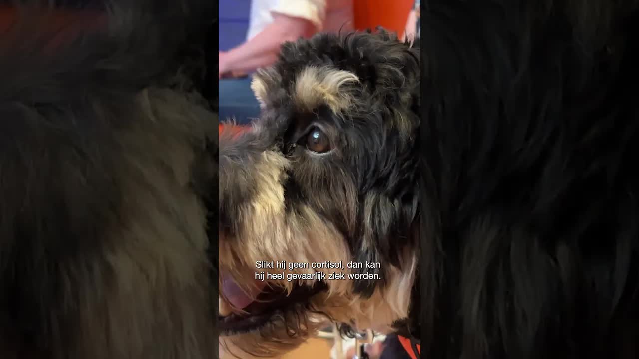 DE NEUS VAN TOKYO 🐕‍🦺 |  #shorts #hulphond #ziektevanAddison