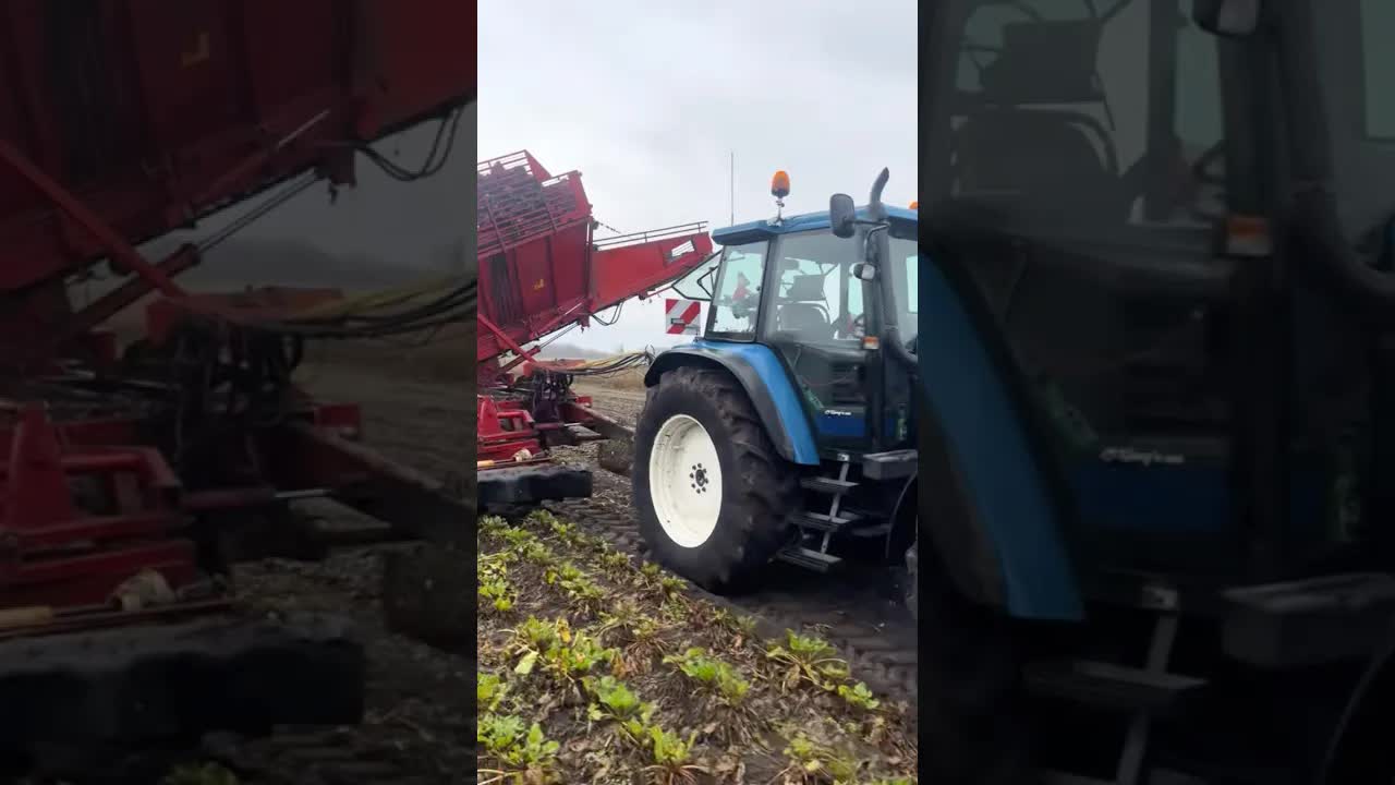 Beet harvest