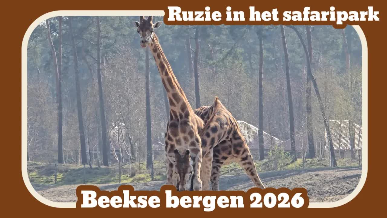 Ruzie in het safaripark [Beekse bergen 2026]