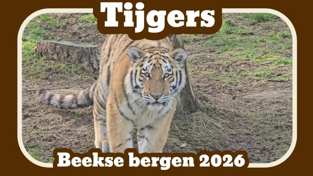 Tijgers in de Beekse bergen 2026